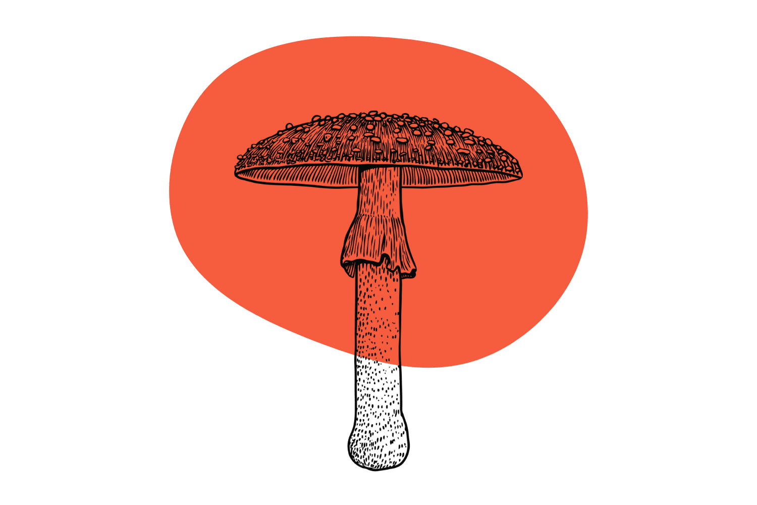 Amanita Muscaria Fly Agaric The Psychedelic Mario Mushroom 