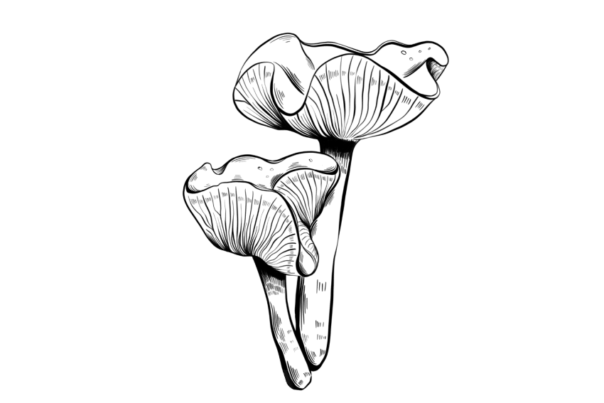 List Of The Easiest Mushroom Species To Grow At Home Tripsitter