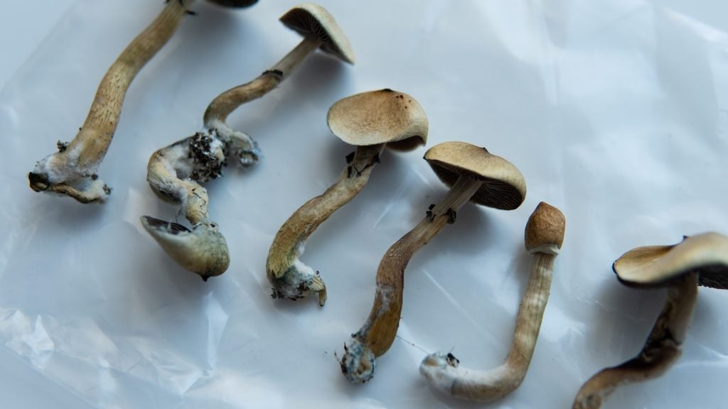 Mushrooms for sale in Oregon.