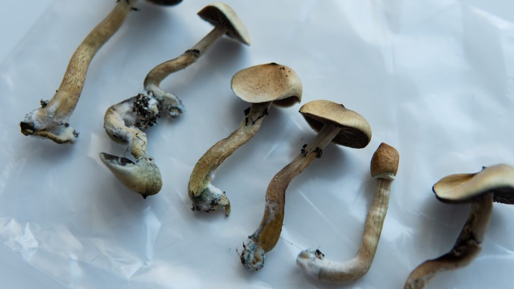 Magic Mushrooms 101: Everything You Need To Know Before You Trip -  Tripsitter