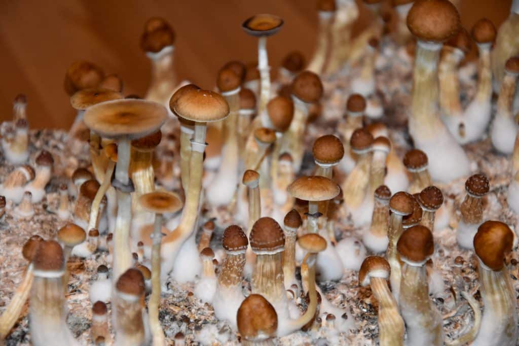 Mushrooms for sale in Oregon.