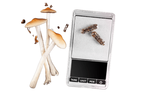 Microdosing Psychedelics mushroom