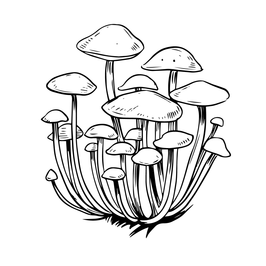 Are Psychedelics Mushrooms Legal in North Dakota?  