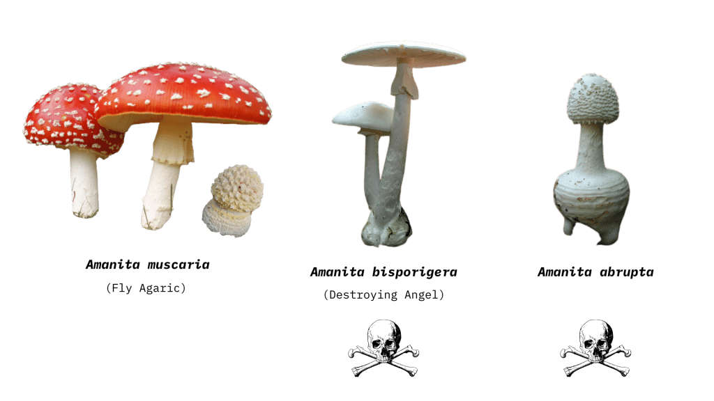 Amanita Muscaria Mushroom