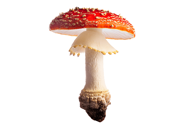 Amanita Muscaria Mushroom