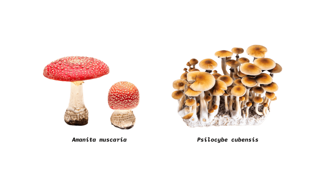 Amanita Muscaria Fly Agaric The Psychedelic Mario Mushroom