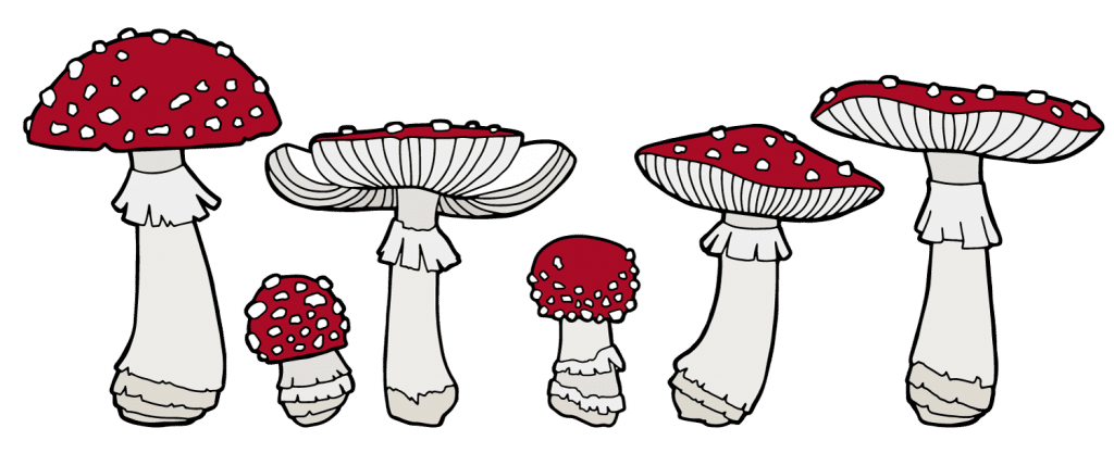 Amanita Muscaria Mushroom