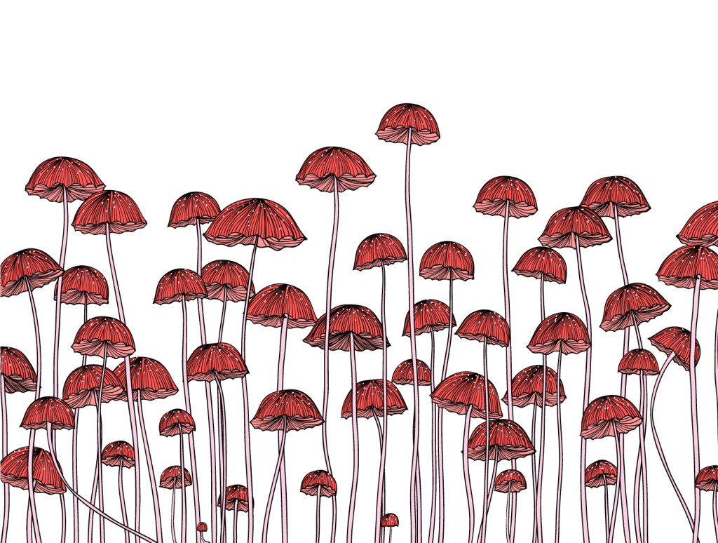 Where to Buy Magic Mushroom Spores (Canada USA Europe)