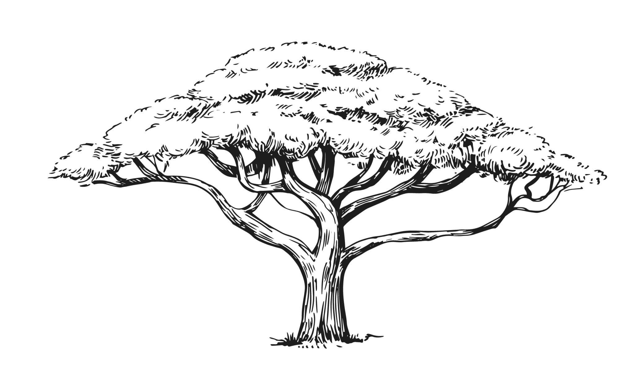 Plants That Contain DMT Tripsitter