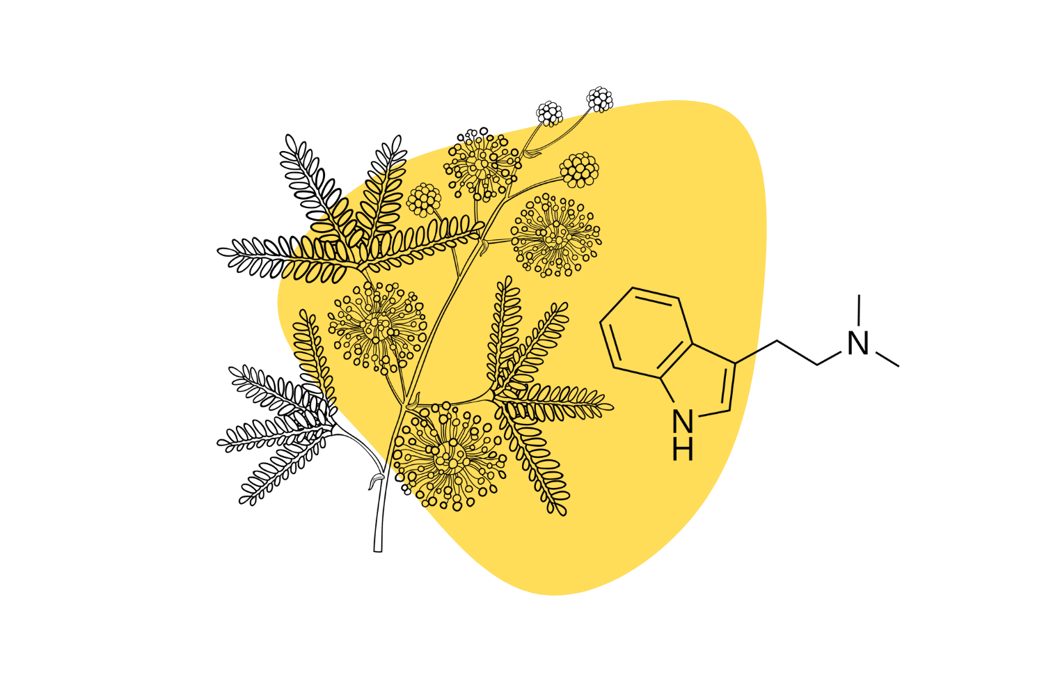 dmt found in plants