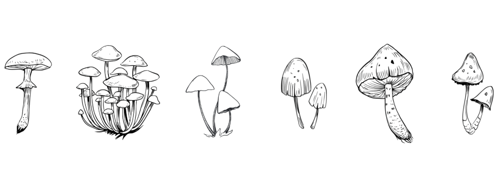 Are Psychedelics Mushrooms legal In Brunswick?