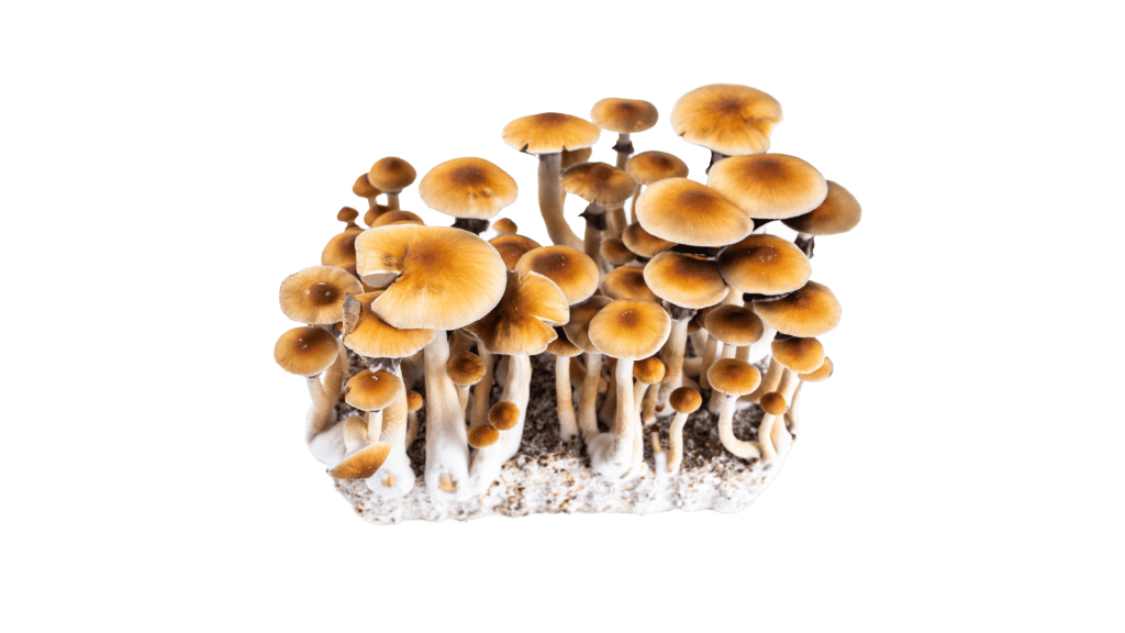 Buy Psychedelics  drugs online in Denmark.