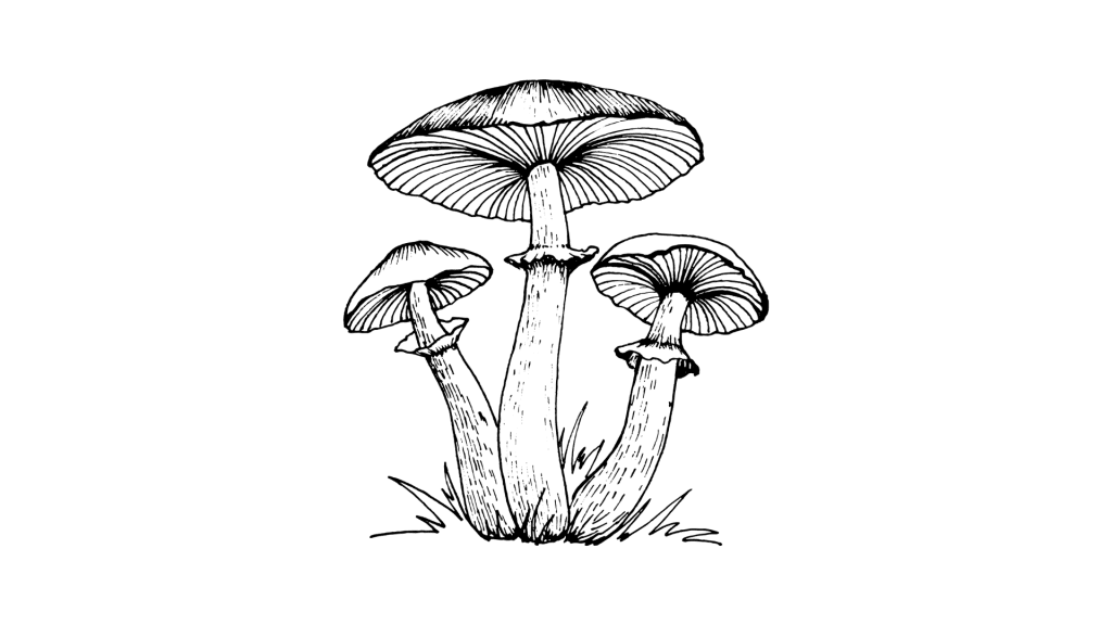 Where Are Magic Mushrooms Legal?