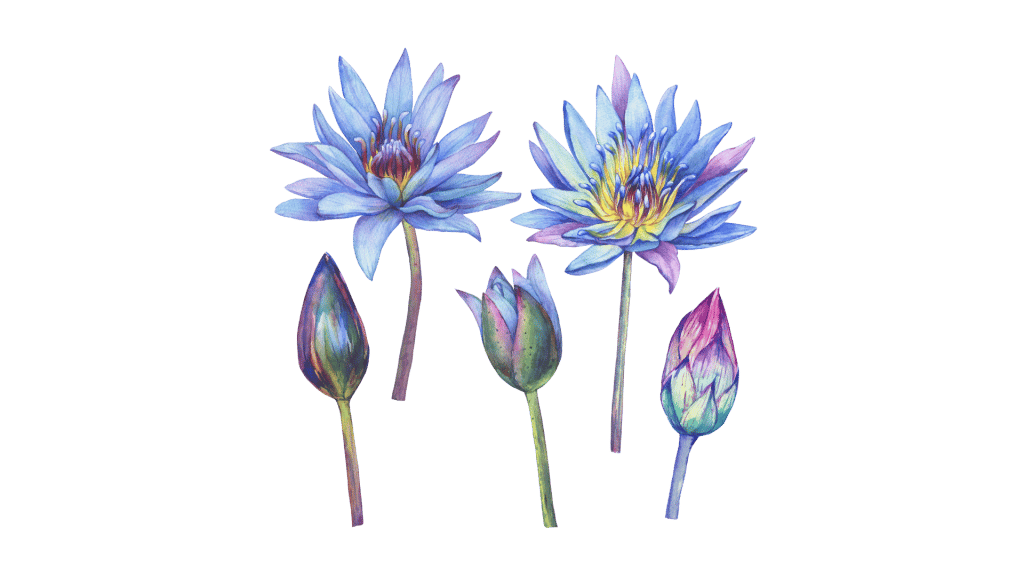 Blue Lotus Flower: The Ancient Egyptian Dream Herb - Tripsitter