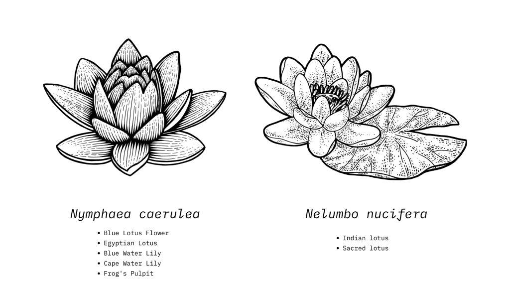 nelumbo-vs-nymphaea-1024x576.png