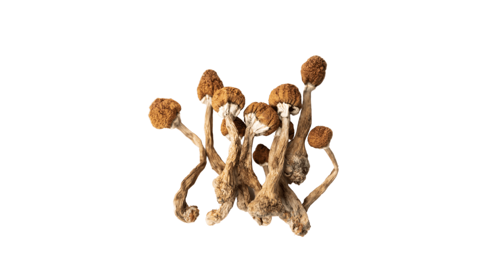 Golden Teacher Mushrooms For Sale Australia