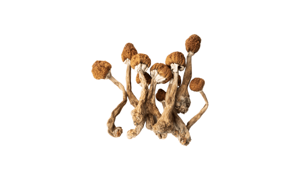 Golden Teacher Magic Mushroom For Sale.