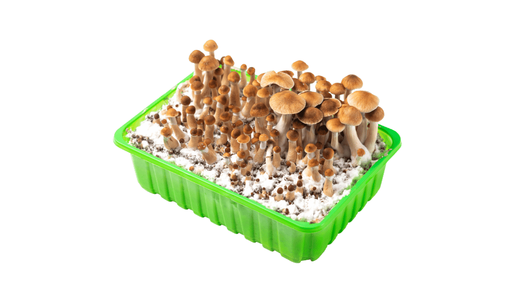 https://tripsitter.com/wp-content/uploads/2022/03/mushroom-growk-kit-2-1024x576.png