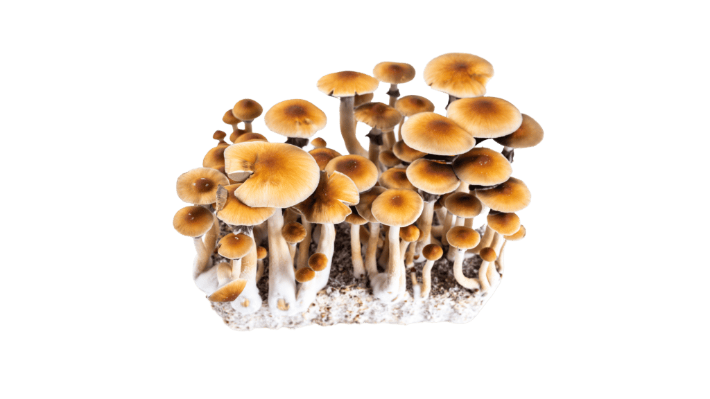 https://tripsitter.com/wp-content/uploads/2022/03/mushrooms-growing-mycelium-1024x576.png