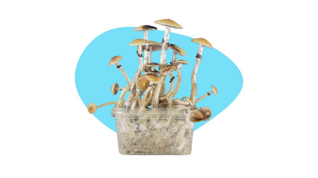 https://tripsitter.com/wp-content/uploads/2022/03/wholcelium-mushroom-grow-kit-1-1024x576.png