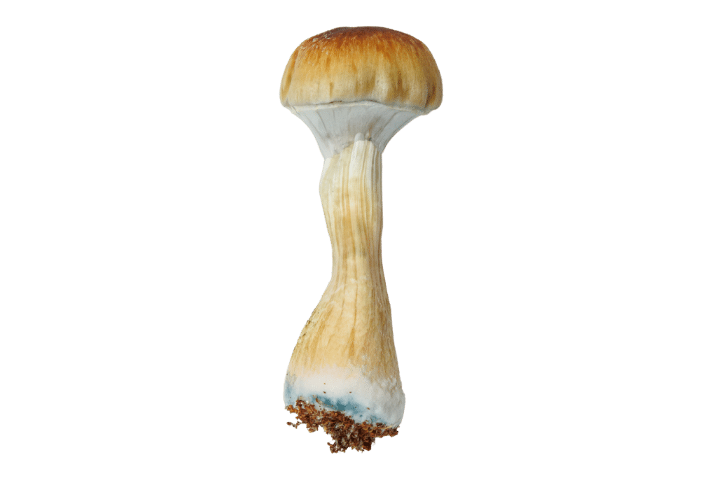 psilocybe cubensis bruising