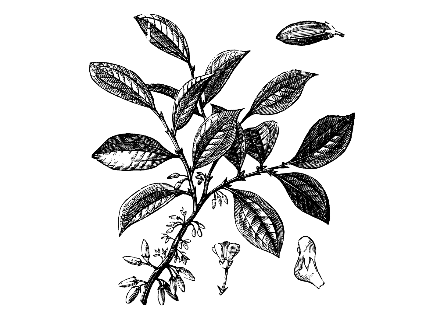 Chewing Coca Leaves How to Take Part In This Ancient Practice Tripsitter