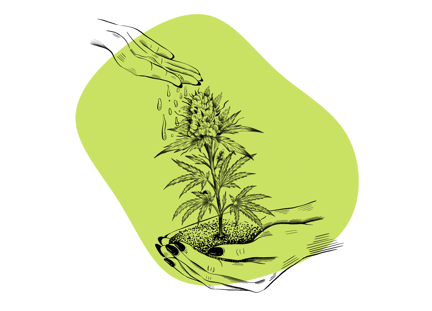How To Grow Weed A Guide For Those Without A Green Thumb Tripsitter how-to-grow-weed-a-guide-for-those-without-a-green-thumb-tripsitter