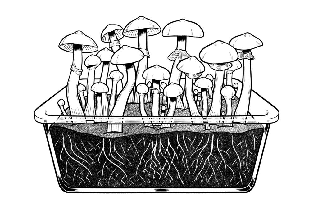 how to grow jedi mind fuck mushrooms