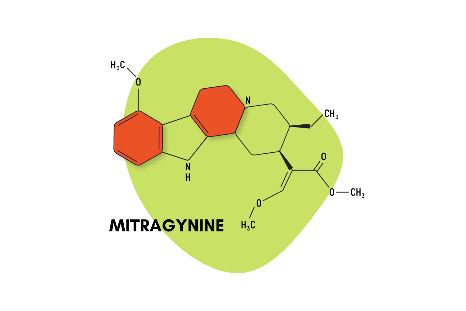 How Much Mitragynine In A Gram What is Mitragynine? Everything You Need to Know About Kratom’s Primary