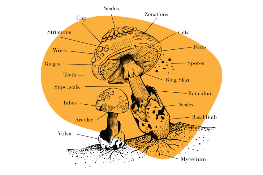 The Anatomy of a Cap