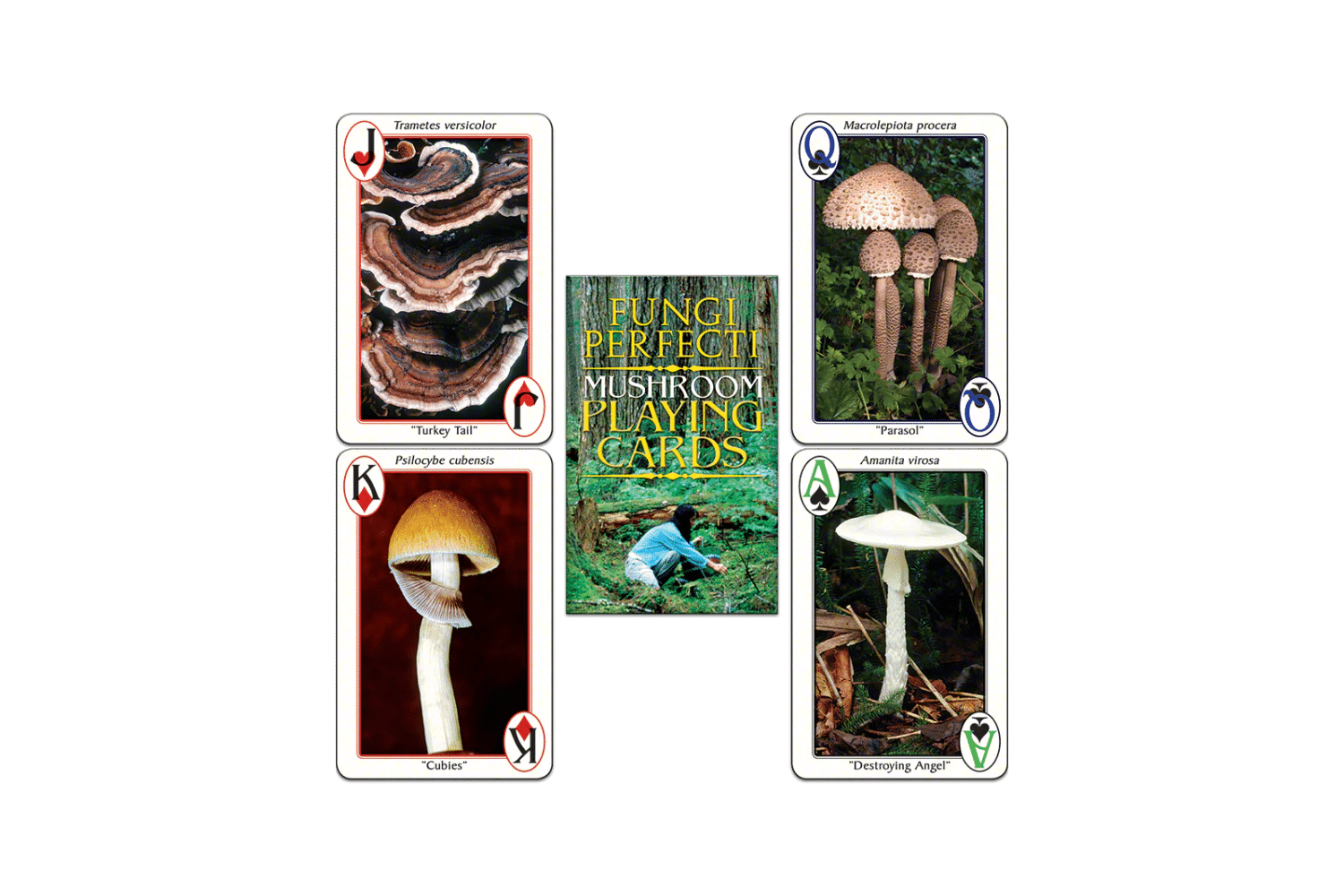 26 Unique Gifts For Mushroom Hunters & Wildcrafters Tripsitter