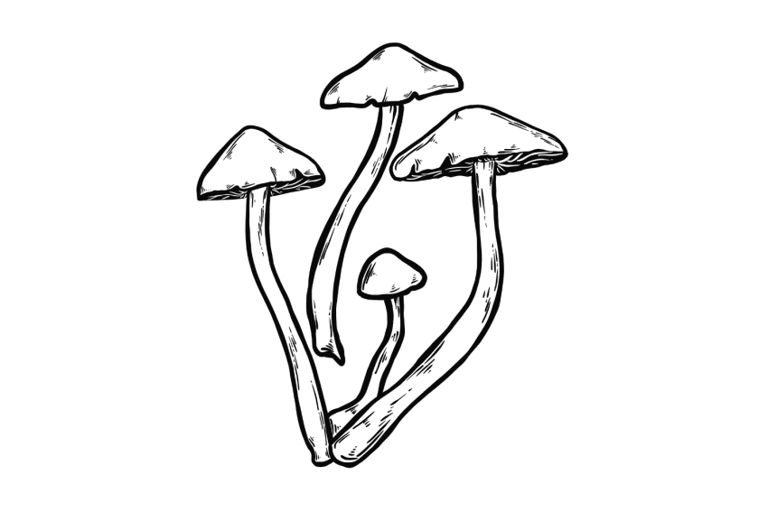 List of Psilocybin Mushroom Species (And Other Psychoactive Fungi ...
