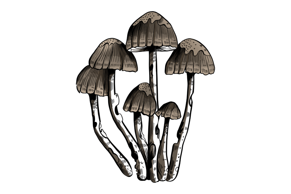 Psilocybe mexicana 1 color