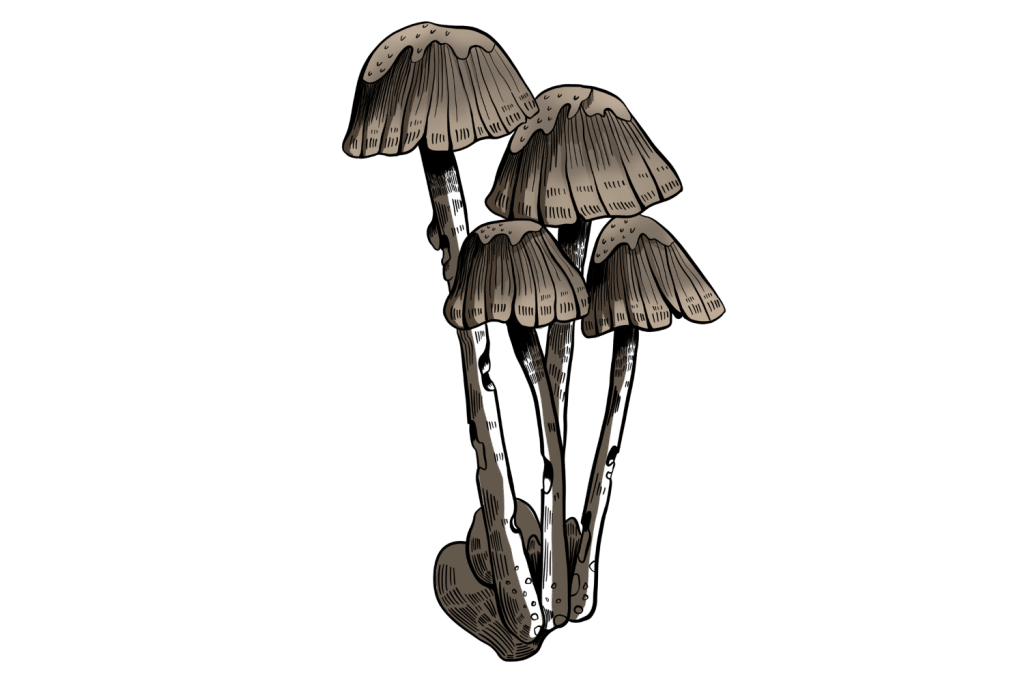 Psilocybe mexicana 2 color