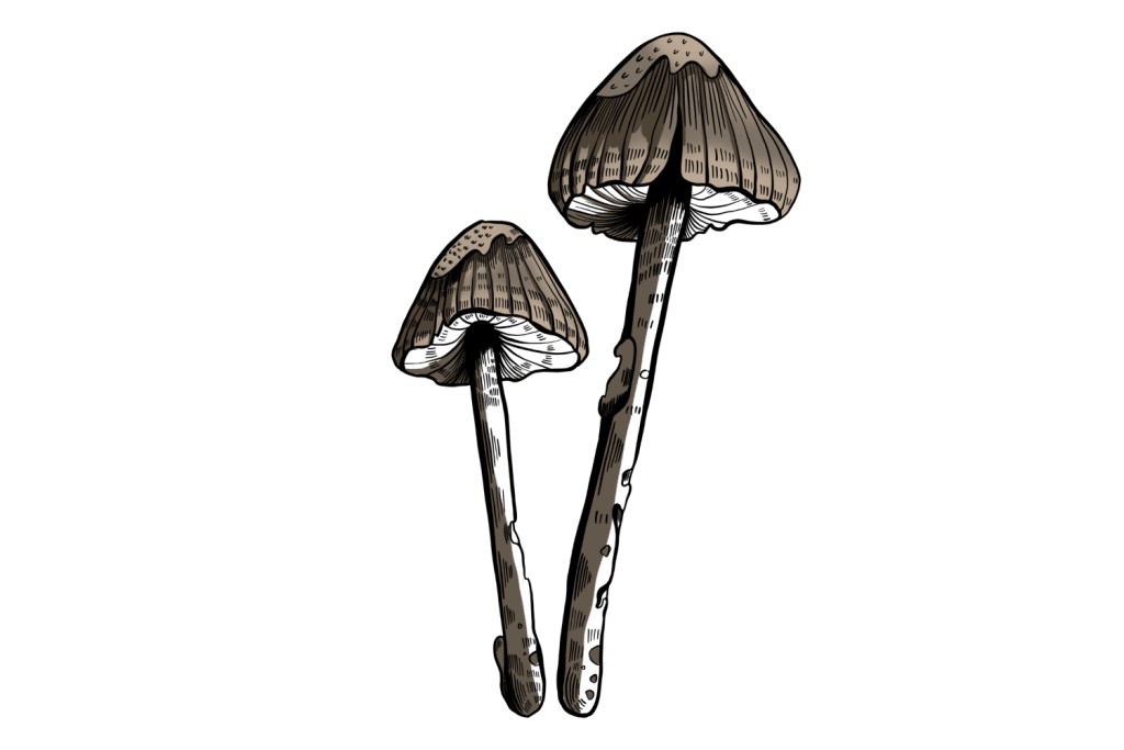 Psilocybe mexicana 3 color