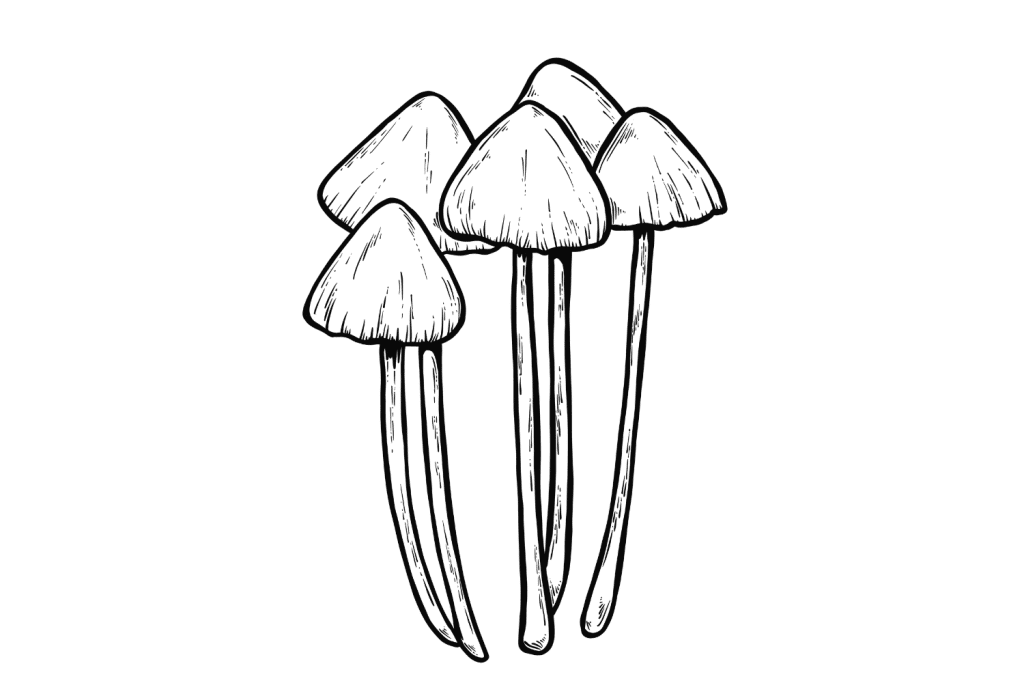 How Strong is the Average Magic Mushroom? - Tripsitter