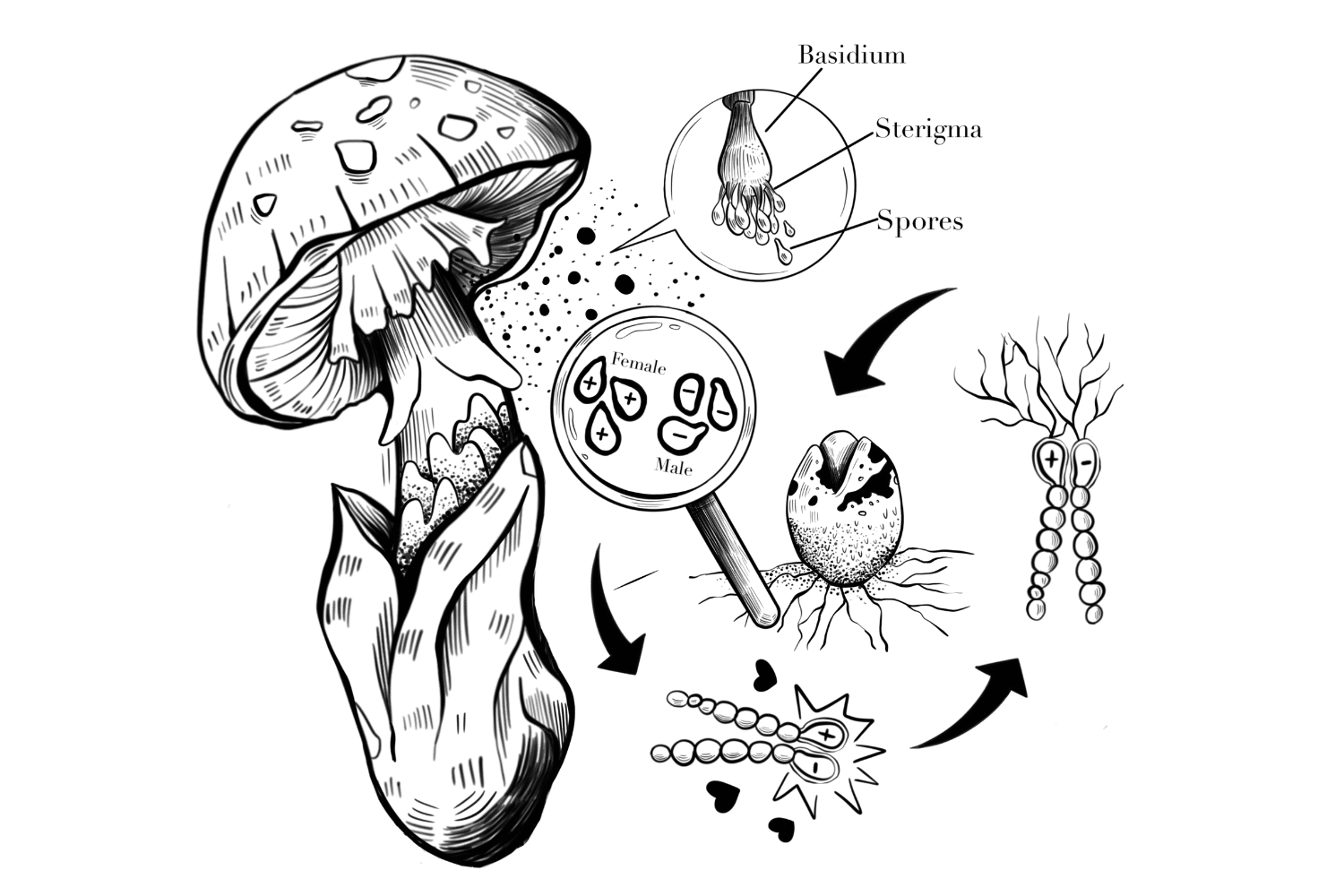 Beyond the Cap: The Anatomy of a Mushroom - Tripsitter