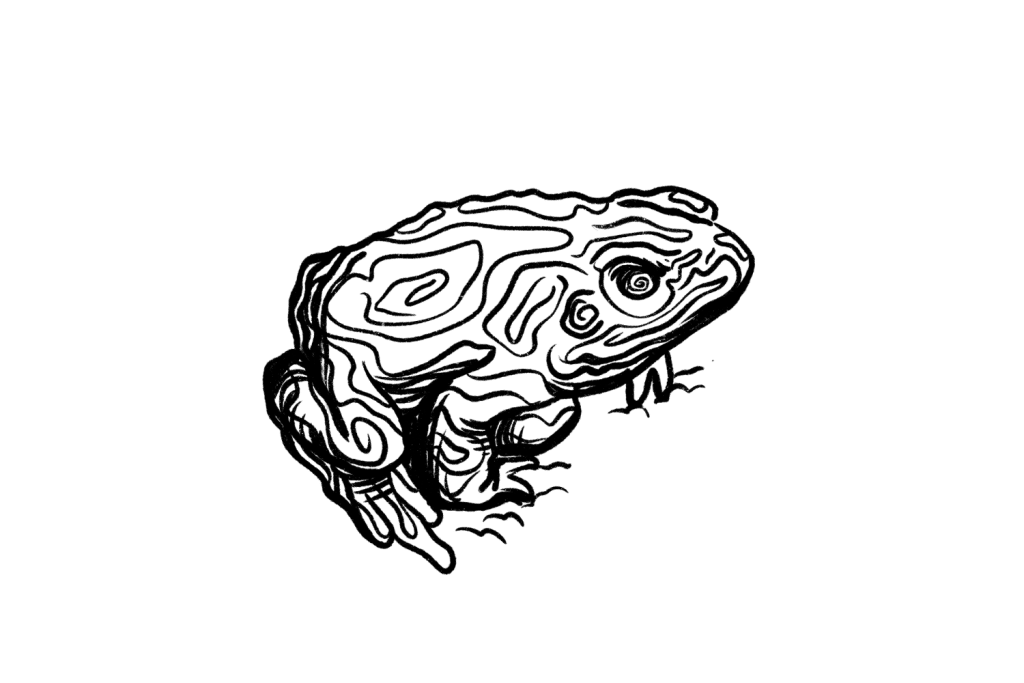 Bufo alvarius toad