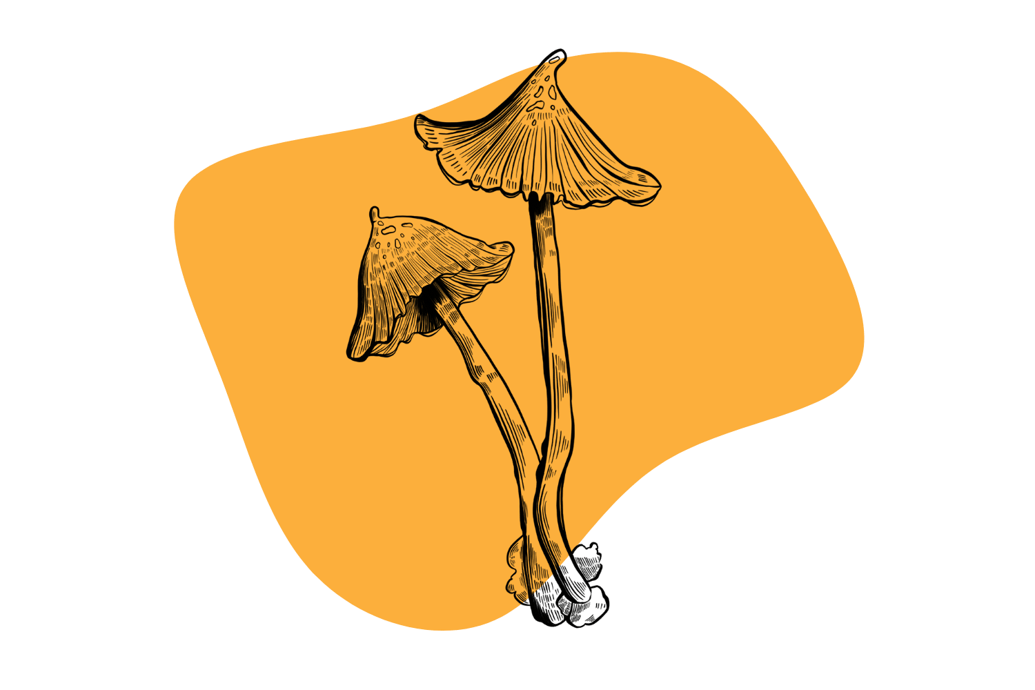 psilocybe-stametsii-a-new-magic-mushroom-species-has-just-been