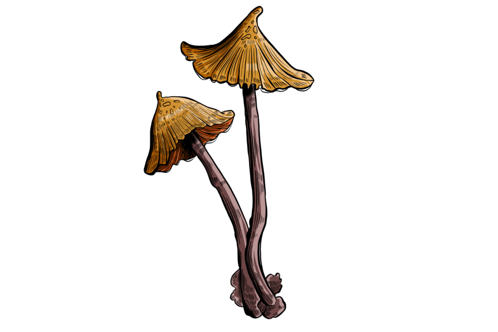 Psilocybe stametsii: A New Magic Mushroom Species Has Just Been ...