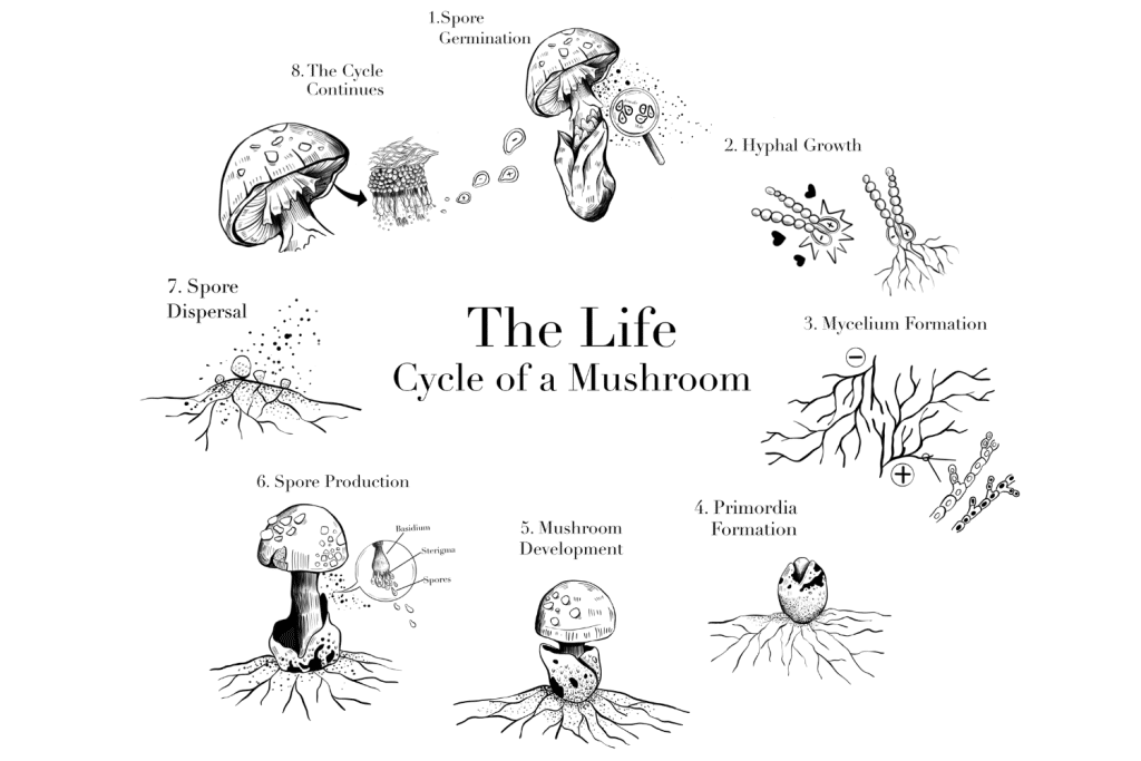 Mushroom reproduction and spore germination explained