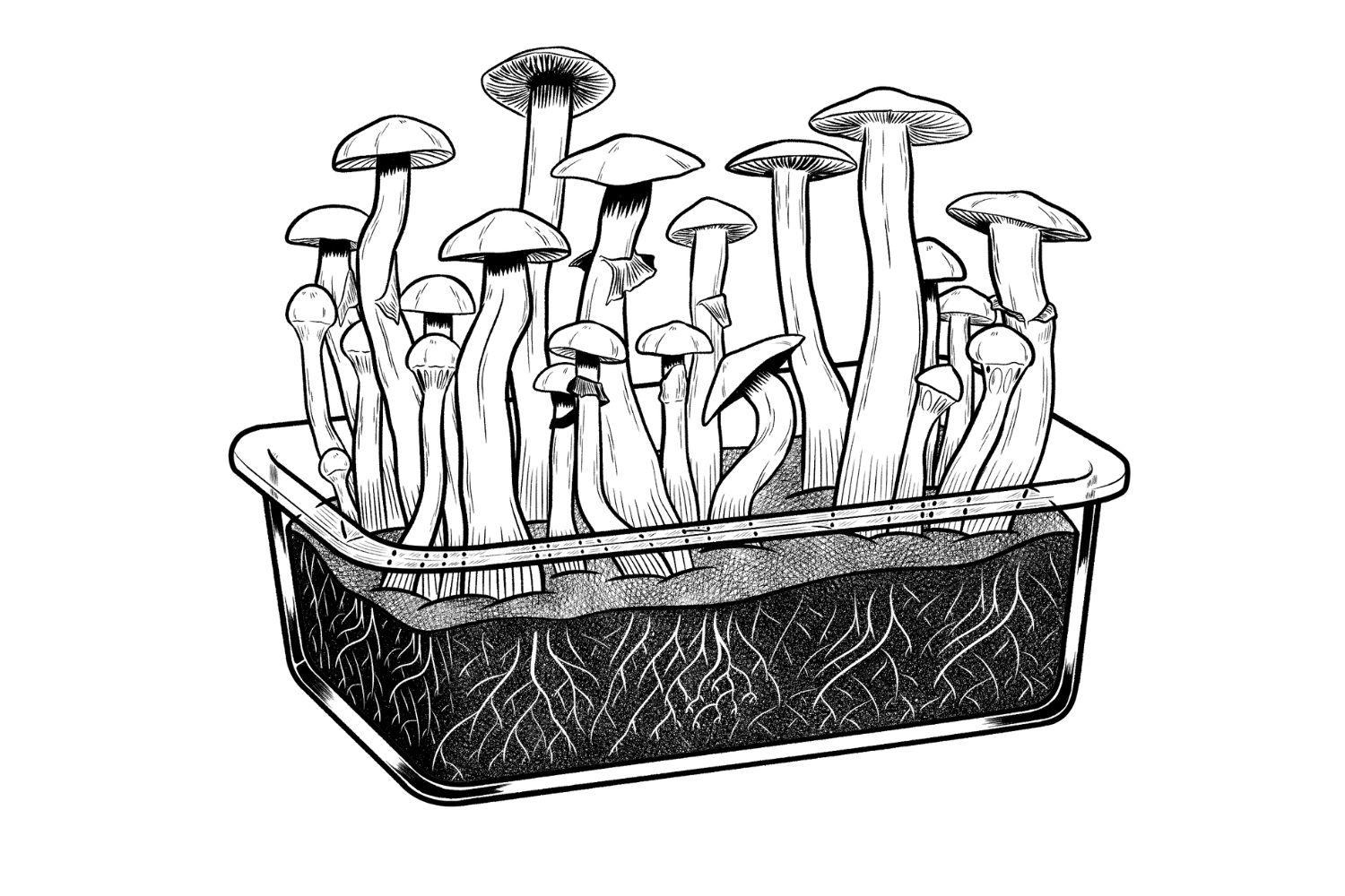 Treasure Coast Shroom Strain A Challenge to Grow But Super Potent & an