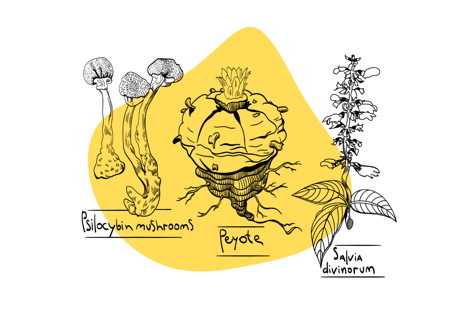 Why Did Plants & Fungi Evolve to Produce Psychedelics? Tripsitter