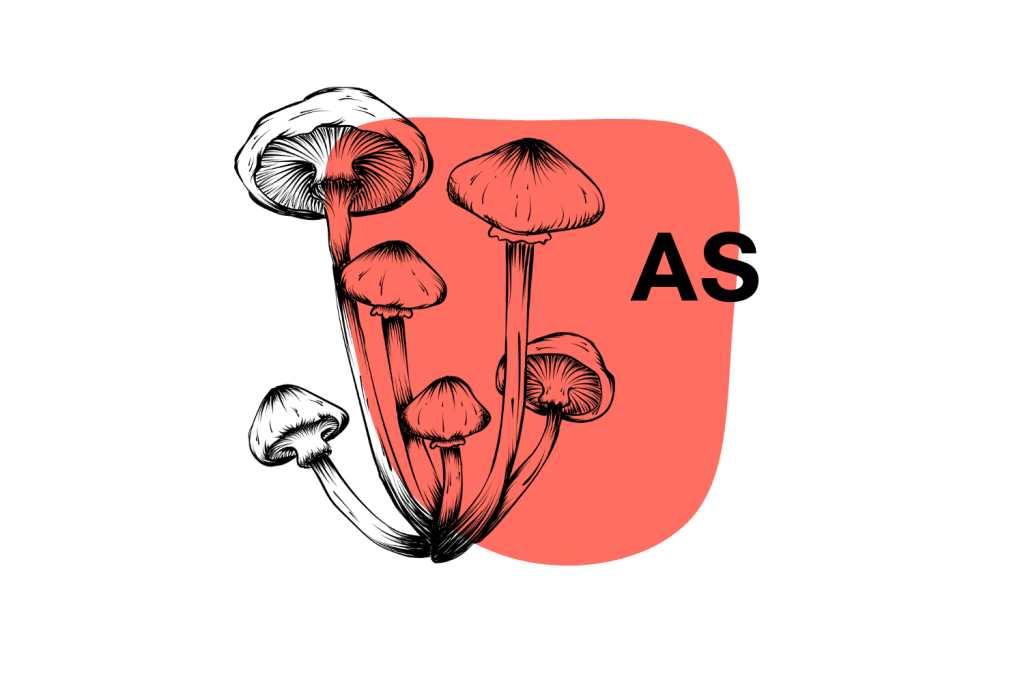 White Rabbit 🐇 — A Highly-Potent Psilocybe Cubensis Strain - Tripsitter