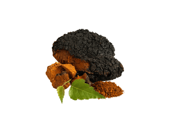 https://tripsitter.com/wp-content/uploads/chaga-mushroom.png