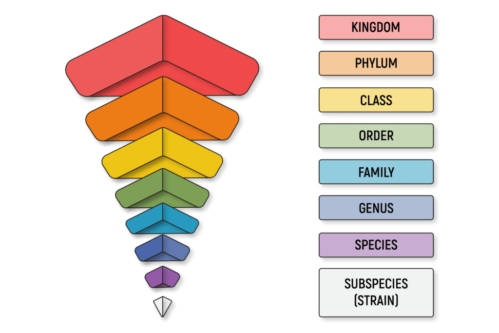 hierarchy classification
