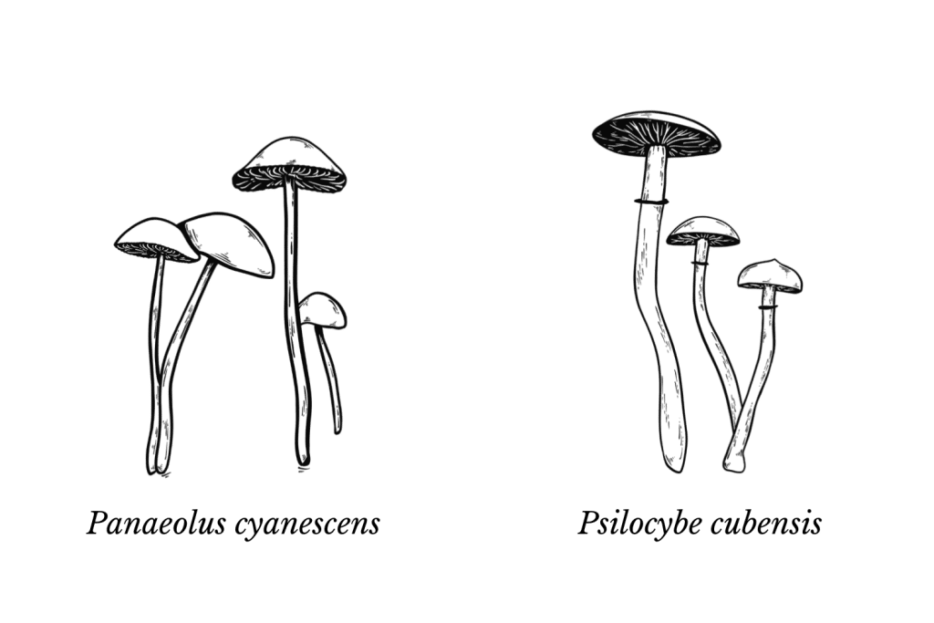 paneoluspsilocybe