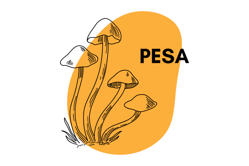 pesa strain cover