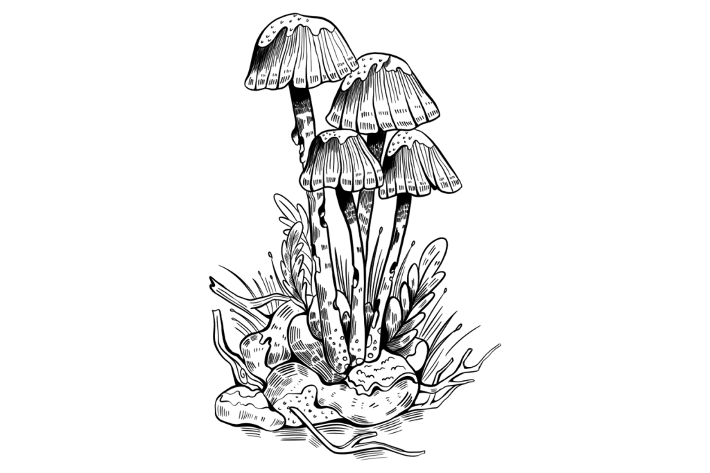 psilocybe mexicana natural environment 1