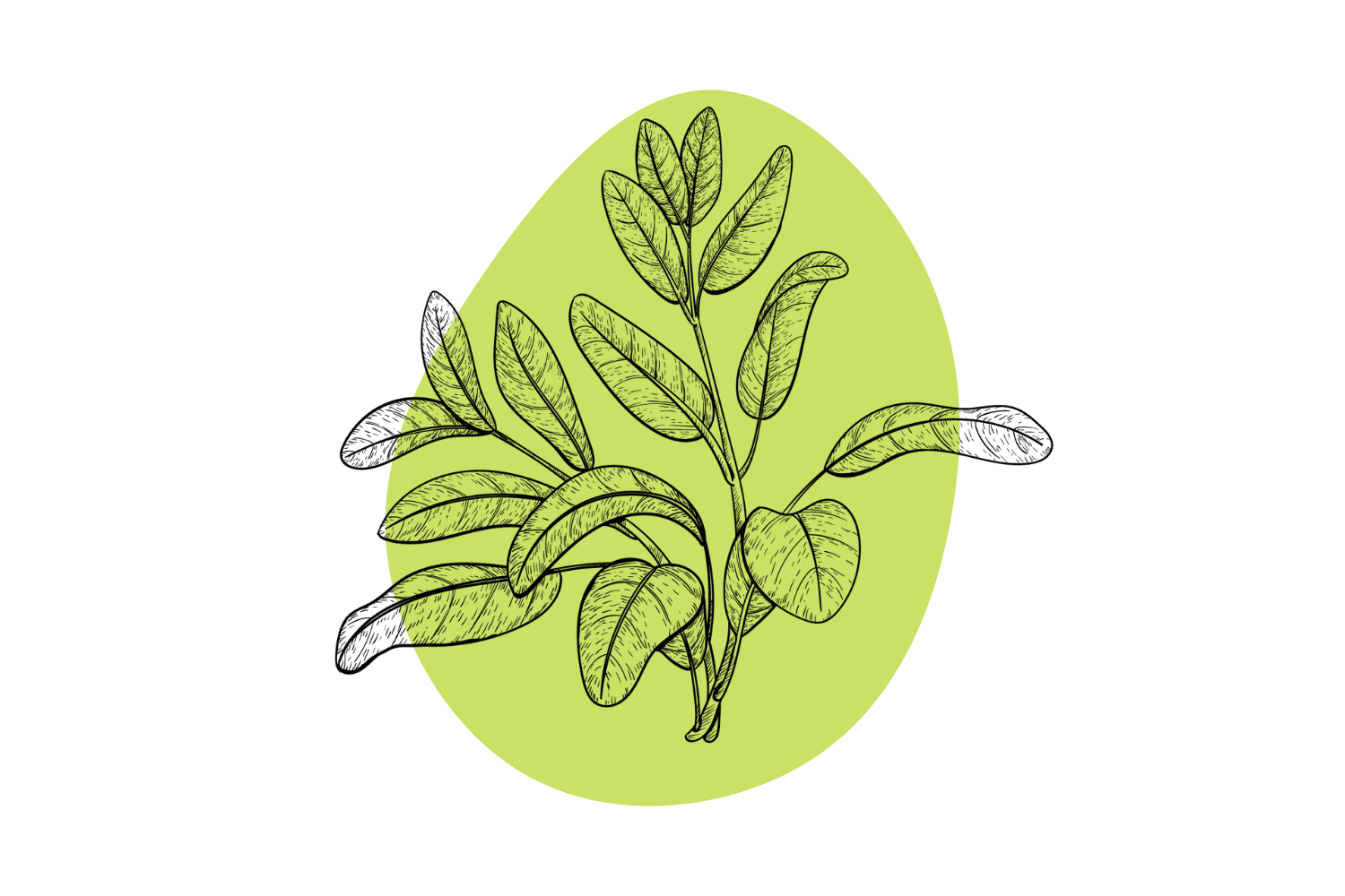 Salvia divinorum Seeds